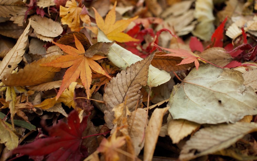 Sale temps pour les Feuilles